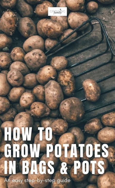 How To Grow Potatoes In Bags And Pots Easy Step By Step Guide