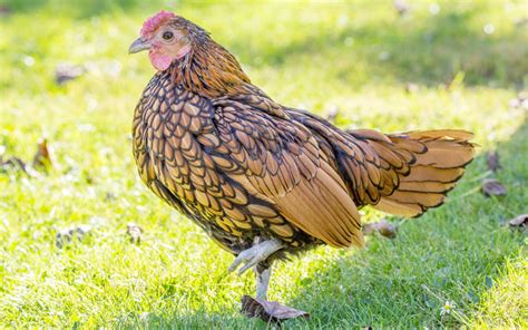 sebright chickens breed profile and facts learnpoultry