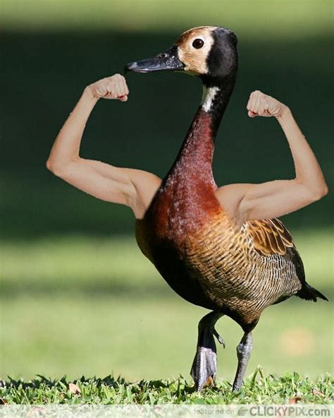 21 Birds With Human Arms