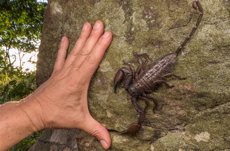 When It Comes To Scorpions Its The Small Ones You Need To Watch Out