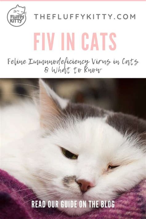 Fiv In Cats Guide To Feline Immunodeficiency Virus The Fluffy Kitty