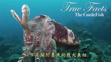 中文字幕 有關墨魚的幾大真相true Facts About The Cuttlefish Youtube