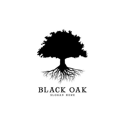 Black Oak Tree Logo And Roots Design Illustration Png Images Logo