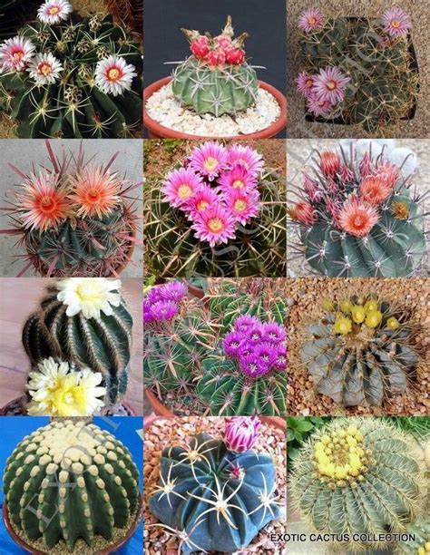 Ferocactus Mix Rare Flowering Cactus Exotic Cacti Desert Succulent Seed