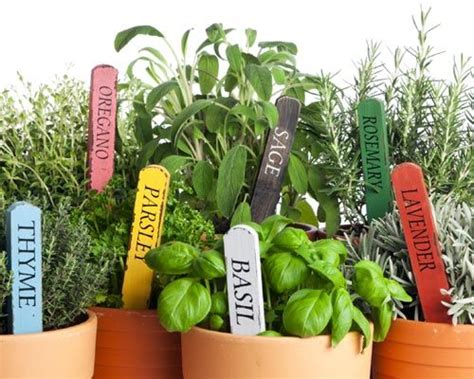 Sin duda son además muy beneficiosas, pues al tener propiedades idóneas para el cuidado de nuestra salud, al. Como cultivar plantas aromaticas