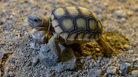 Desert Tortoises Get Head Start At Life