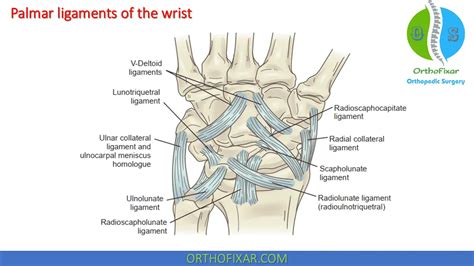 Wrist Anatomy Orthofixar