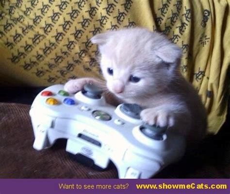 Are There Too Many Kitten Gamer Girls General