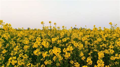 Idian Mustard Farm Mustard Farm With Blue Sky Yellow Flower Farm