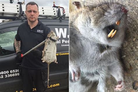 Gang Of Monster Rats The Size Of Cats Found On Housing Estate By