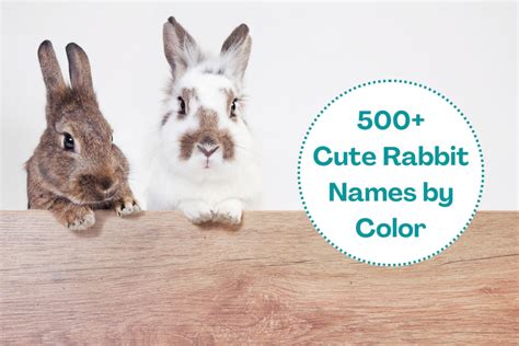 Cute Bunnies With Captions