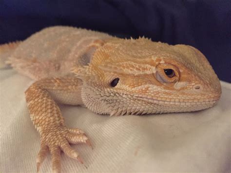 This Is My Baby 3 Bearded Dragon Pet Lizards