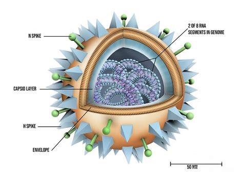 Flu Virus Particle Structure Photograph By Maurizio De Angelisscience