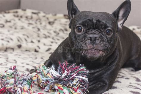 Black French Bulldog Chewing Dog Toy Lies On The Sofa Stock Image