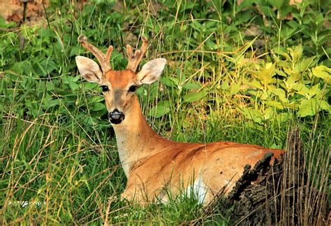 White Tail Buck Resting Free Stock Photo Public Domain Pictures
