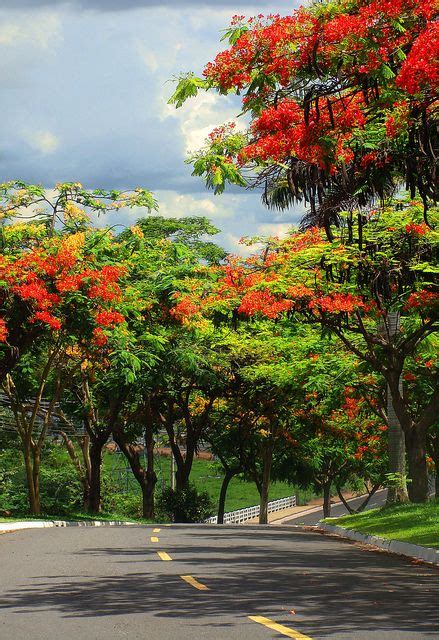 Follow The Poinciana Tree Road Poinciana Beautiful Gardens