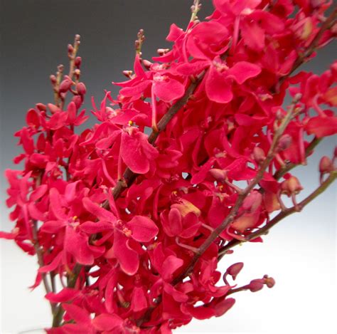 Red Orchid Flowers Red Azima Orchid Flowers Rare Orchid Plants Orchid Flowers Red Orchids