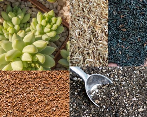 Succulents Soil Mix Diy For Indoor Grower From Orchidshade