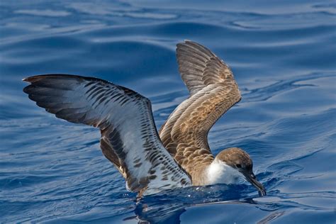 Great Shearwater Audubon Field Guide