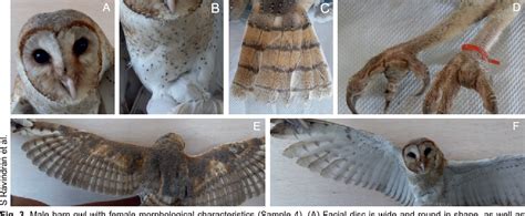 Figure 1 From Sex Identification Comparison Of Barn Owls Tyto Alba Javanica Using