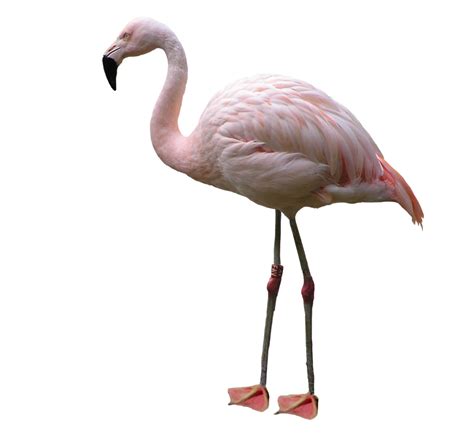 Flamingos embody the saying you are what you eat. Flamingo PNG