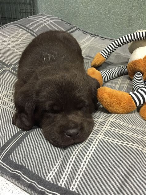 We did not find results for: Lab puppy Cooper 5 weeks old. | Lab puppy, Labrador retriever, Puppies