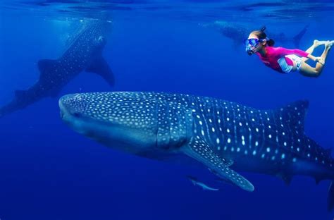 【セブ島】ジンベイザメと一緒に泳げる時期や時間帯はいつ？オスロブのジンベイザメツアーのシーズンについて おすすめ旅行を探すならトラベルブック travelbook