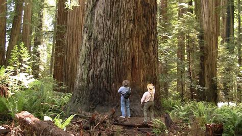 Magnificent Ancient Redwood Forest Long Version Near Crescent City