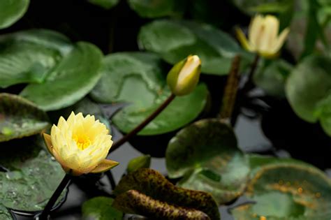 Bunga Bunga Teratai Kuning Tanaman Air Di Kolam Warna Alami Latar