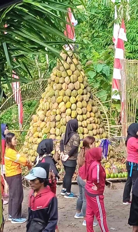 Foto Artikel Kenduri Durian Suluk Promosi Wisata Kampung Durian