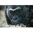 Meet Colo The Gorilla And Other Geriatric Zoo Animals  Pennlivecom