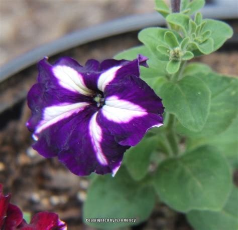 Petunia Tritunia™ Purple Star In The Petunias Database