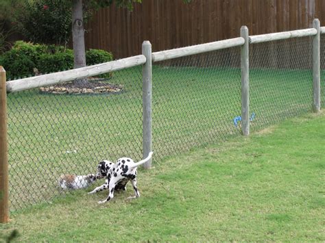 How To Fence Backyard For Dog Kattie Milburn