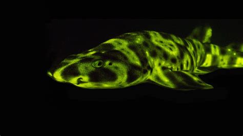 Glow In The Dark Sharks And Other Stunning Sea Creatures David Gruber Youtube