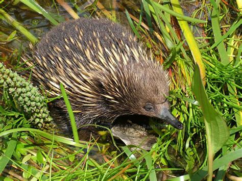 See more ideas about wetland, wetlands activities, biomes. Australian Wetlands information, Wetland Plants, Birds ...