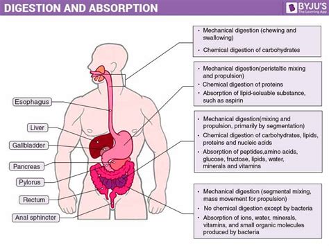 absorption of digested food by the human body an overview