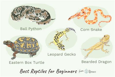 Reptile List For Kids