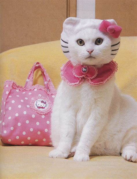 Fashion Cats Pets Cute And Docile