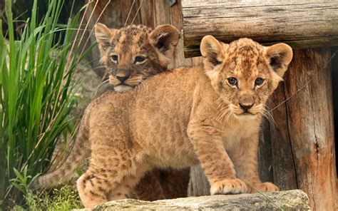 Lion Cub Wallpapers Top Free Lion Cub Backgrounds Wallpaperaccess