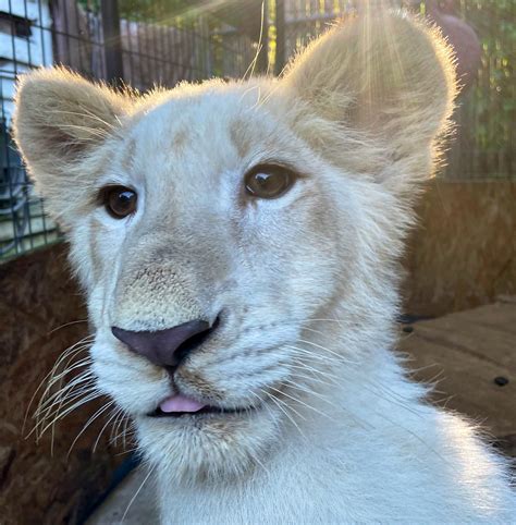 Plumpton Park Zoo On Twitter Kimba Says Happy Tongueouttuesday The