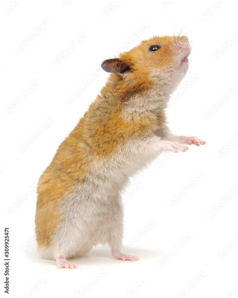 Syrian Hamster Standing On Its Hind Legs Isolated On White Stock Photo
