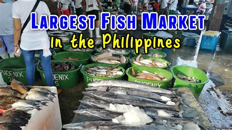 Largest Fishing Port And Seafood Market In The Philippines Metro