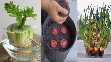 Save Your Scraps People Here Are 20 Plants You Can Easily Regrow At Home