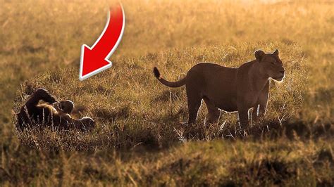 Majestic Video Captures Lions At Sunrise Youtube