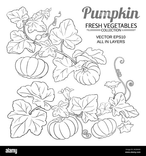 Pumpkin Plant Vector Set On White Background Stock Photo Alamy
