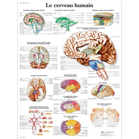 Evolution Du Cerveau Humain