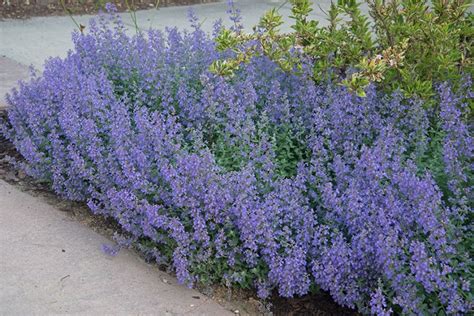 Mar 3, 2015 by admin. Count on Catmint for Reliable, Showy Flowers - Carolina ...