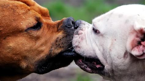 ¿cómo Separar A Dos Perros Que Están Peleando Todos