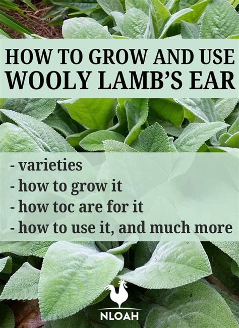 How To Grow And Use Wooly Lambs Ear • New Life On A Homestead