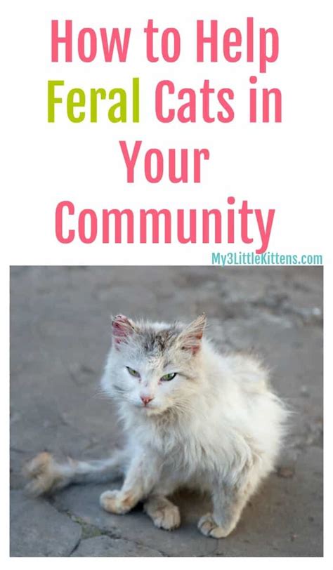 How To Help Feral Cats In Your Community My 3 Little Kittens